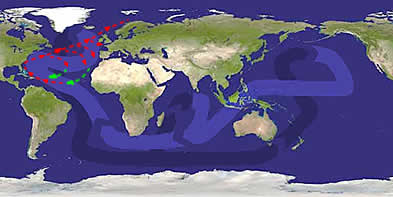 Thermohaline circulation of currents in the world's oceans