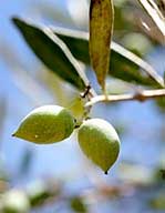 Olives on the branch